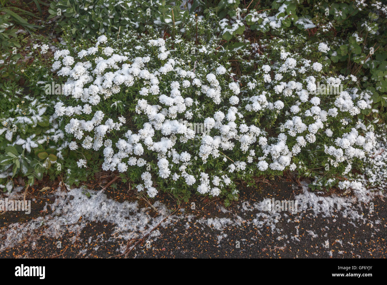 Iberis Sempervirens (mehrjährige Schleifenblume) in Blüte und überdachte im späten April Schnee, UK Stockfoto