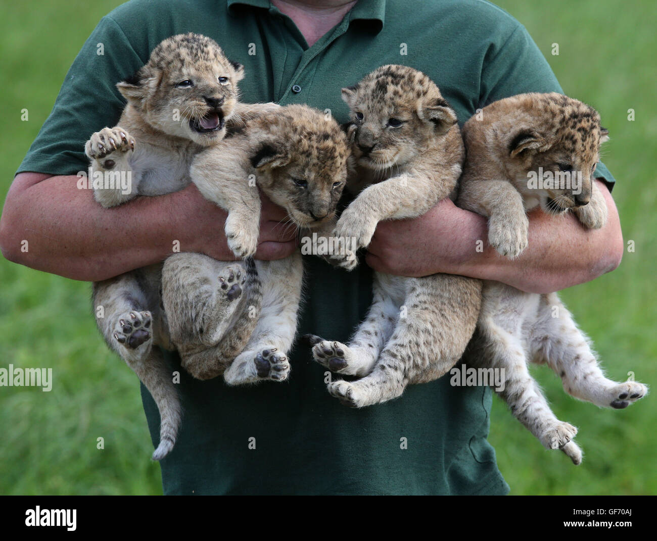 Keeper Brian Reid trägt die vier drei Wochen alten Löwenbabys bevor sie einen Gesundheits-Check im Blair Drummond Safari Park in der Nähe von Stirling gegeben. Die jungen wurden gewogen, geschlechtlich, entwurmt und gechipt während dieser ersten Gesundheits-Check. Stockfoto