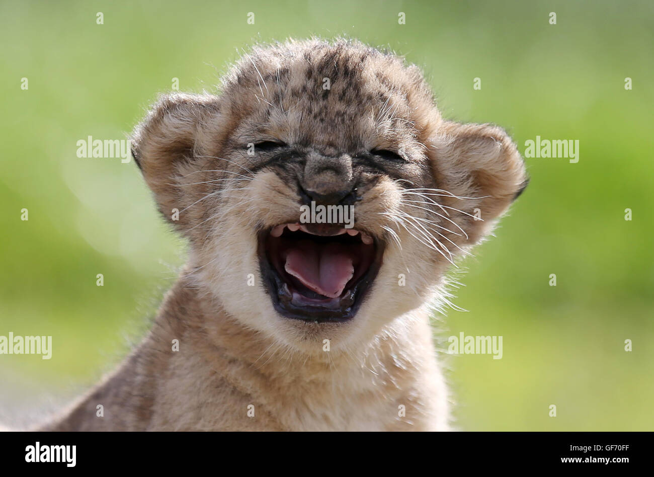 Murray, einer der vier drei Wochen alten Löwenbabys brüllt wie es einen Gesundheits-Check im Blair Drummond Safari Park in der Nähe von Stirling gegeben ist. Die jungen wurden gewogen, geschlechtlich, entwurmt und gechipt während dieser ersten Gesundheits-Check. Stockfoto
