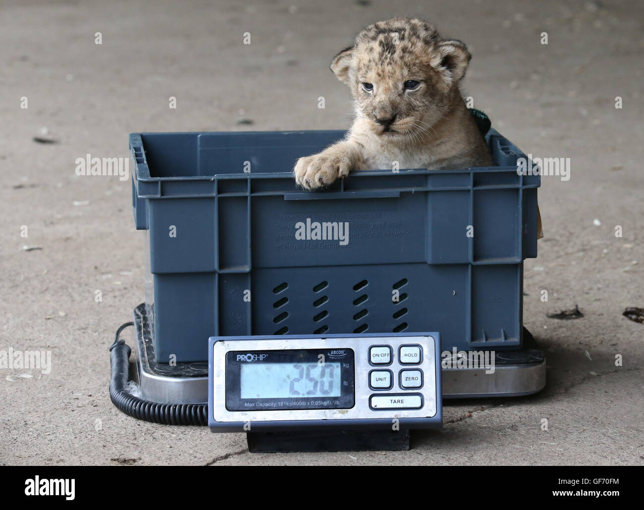 Einer der vier drei Wochen alten Löwenbabys sind einen Gesundheits-Check im Blair Drummond Safari Park in der Nähe von Stirling gegeben. Die jungen wurden gewogen, geschlechtlich, entwurmt und gechipt während dieser ersten Gesundheits-Check. Stockfoto