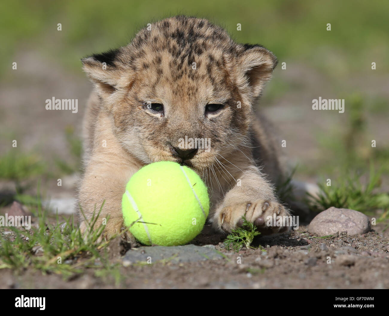 Murray, einer der vier drei Wochen alten Löwenbabys neben einem Tennis ball wie es einen Gesundheits-Check im Blair Drummond Safari Park in der Nähe von Stirling gegeben ist. Die jungen wurden gewogen, geschlechtlich, entwurmt und gechipt während dieser ersten Gesundheits-Check. Stockfoto