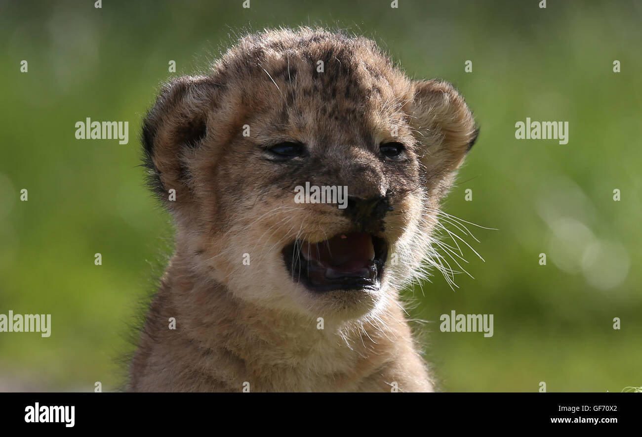 Murray, einer der vier drei Wochen alten Löwenbabys brüllt wie es einen Gesundheits-Check im Blair Drummond Safari Park in der Nähe von Stirling gegeben ist. Die jungen wurden gewogen, geschlechtlich, entwurmt und gechipt während dieser ersten Gesundheits-Check. Stockfoto