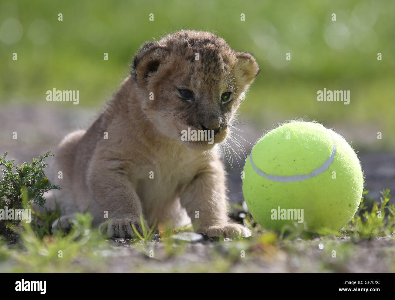 Murray, einer der vier drei Wochen alten Löwenbabys neben einem Tennis ball wie es einen Gesundheits-Check im Blair Drummond Safari Park in der Nähe von Stirling gegeben ist. Die jungen wurden gewogen, geschlechtlich, entwurmt und gechipt während dieser ersten Gesundheits-Check. Stockfoto