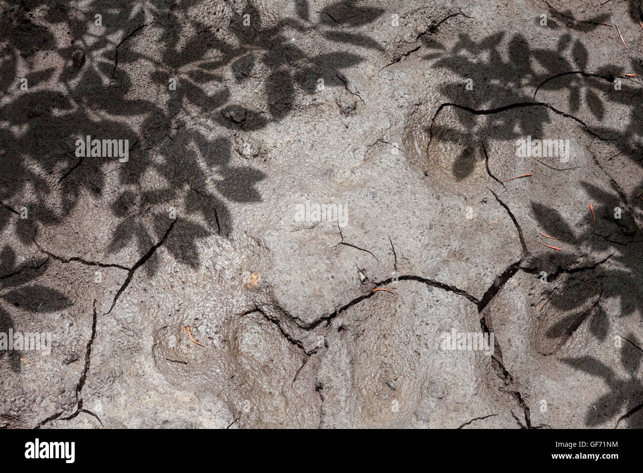 Besetzung von Mangrovenbäume Schatten und lässt auf eine Schlamm-Boden in einem Mangrovenwald, Borneo Stockfoto