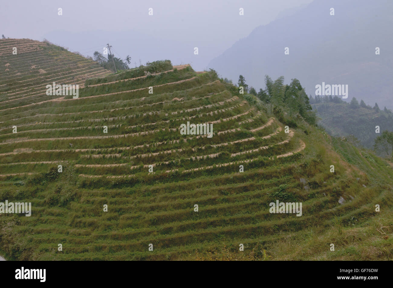 Reis-Terrassen im Herbst nach der Ernte, Ping'an, Longsheng, Guangxi, China Stockfoto