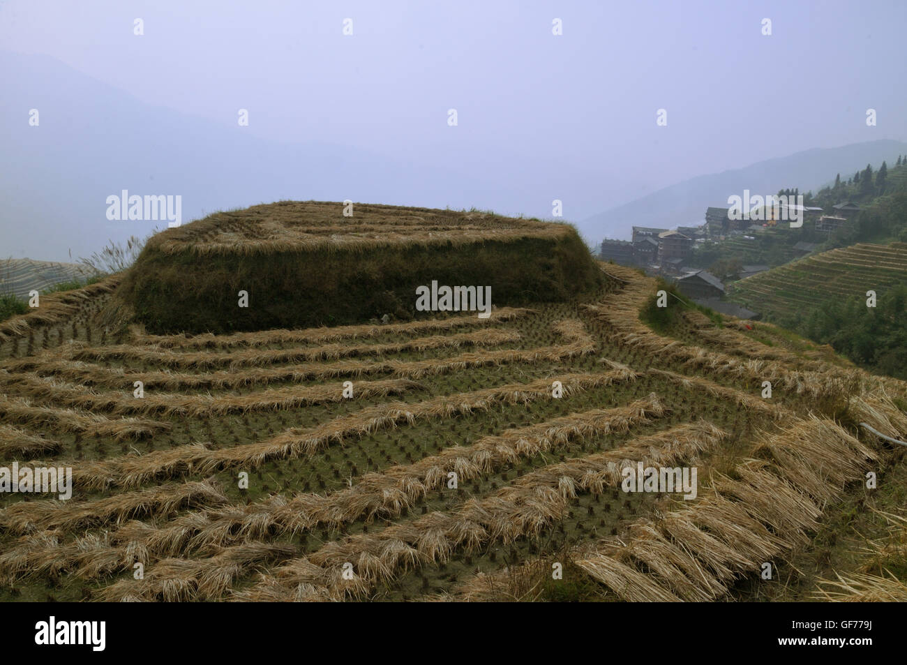 Des Teufels Rückgrat Reisterrassen im Herbst nach der Ernte, Ping'an, Longsheng, Guangxi, China Stockfoto