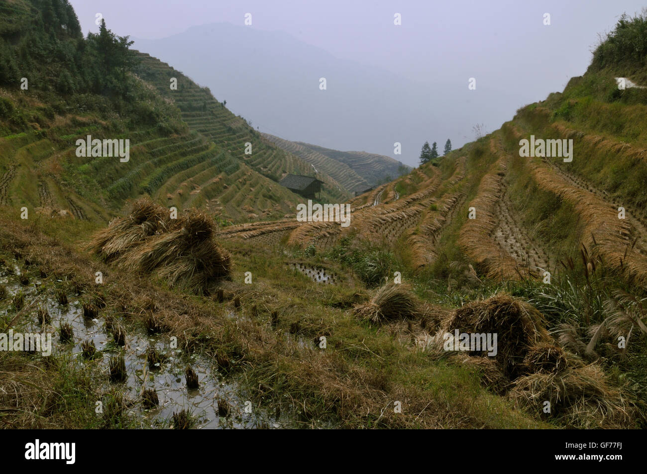 Des Teufels Rückgrat Reisterrassen im Herbst nach der Ernte, Ping'an, Longsheng, Guangxi, China Stockfoto