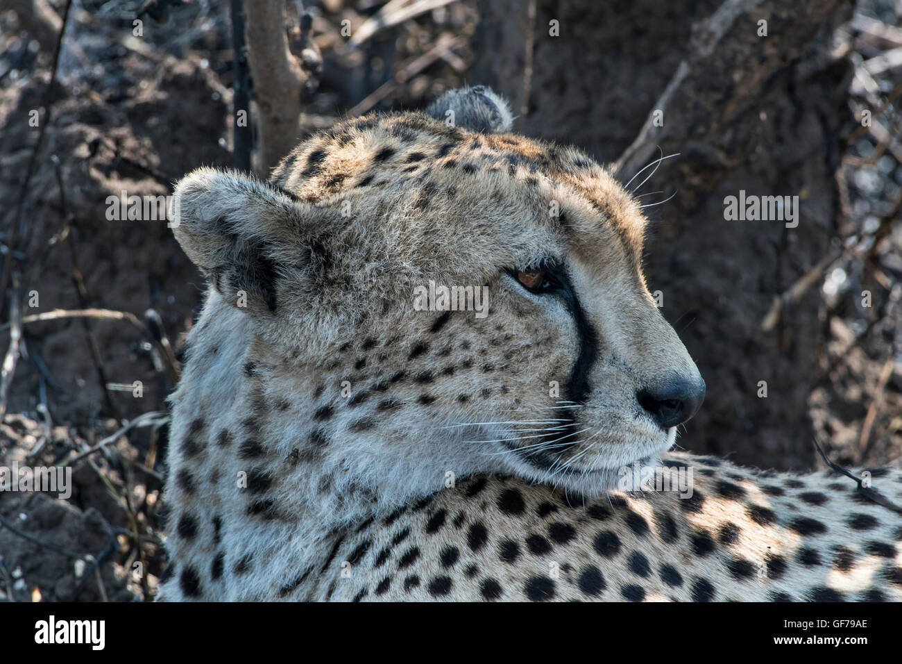 Tansania, Serengeti NP, Gepard, Acinonyx jubatus Stockfoto