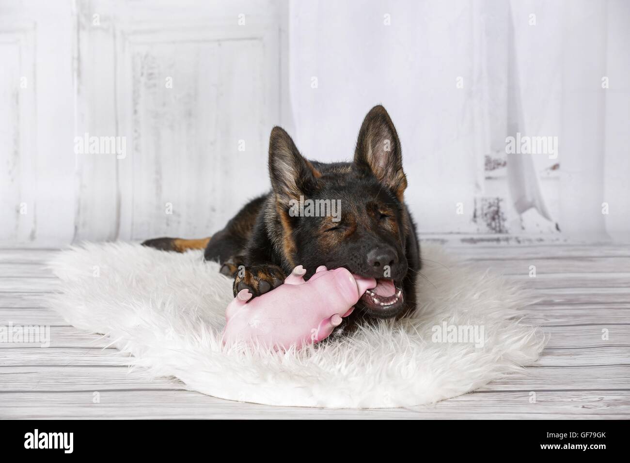 junge osteuropäische Schäferhund Stockfoto