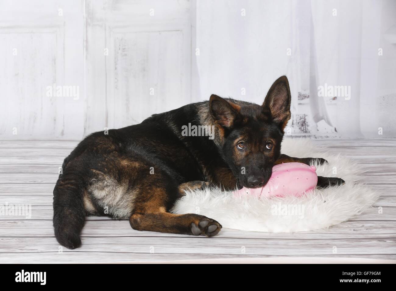 junge osteuropäische Schäferhund Stockfoto