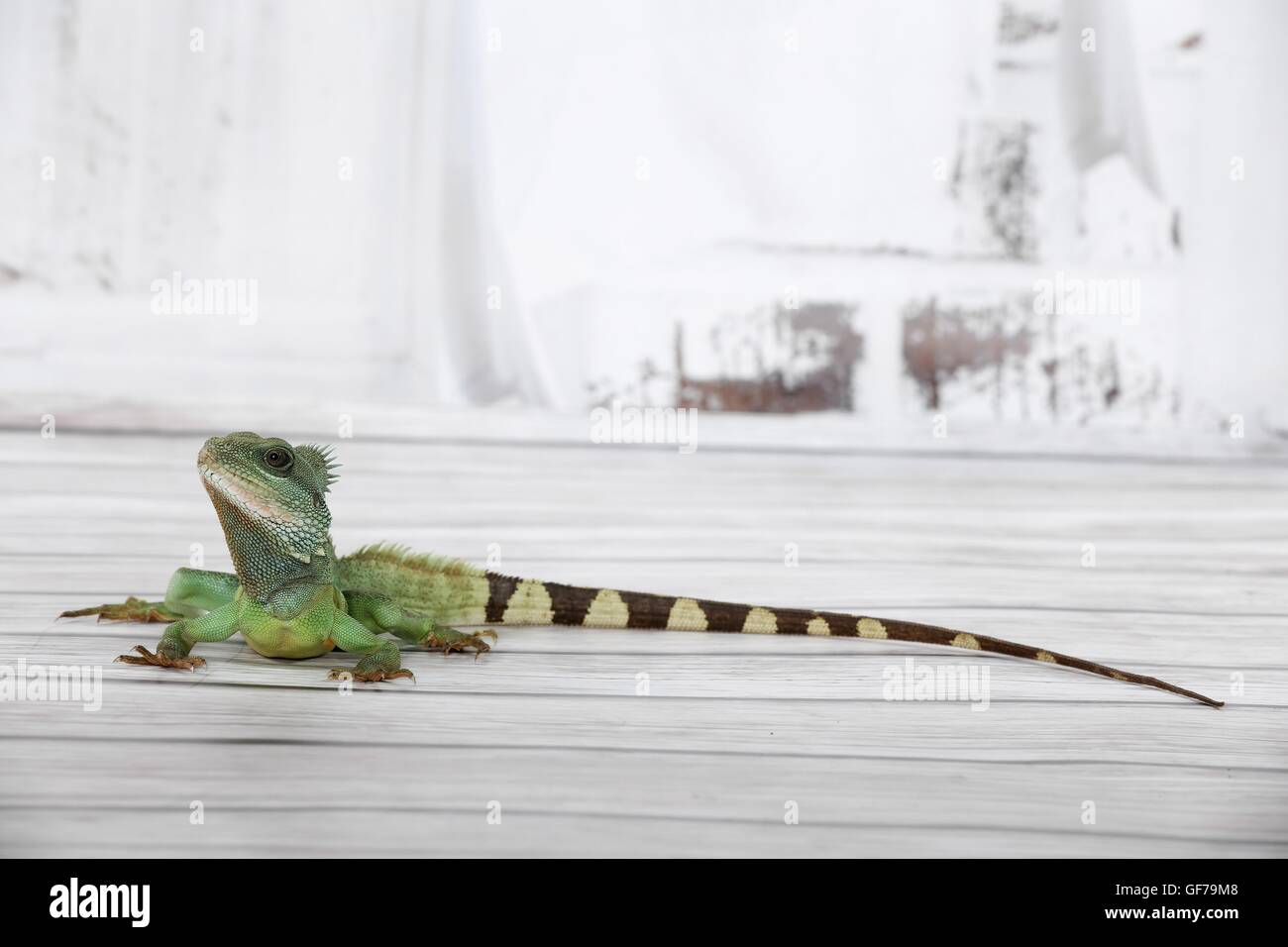 Asiatische Wasserdrache Stockfoto