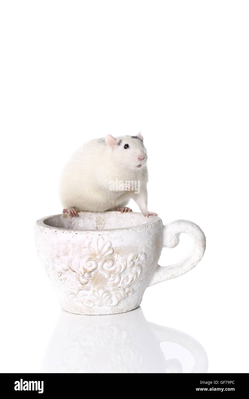 ausgefallene Ratte auf weißem Hintergrund Stockfoto