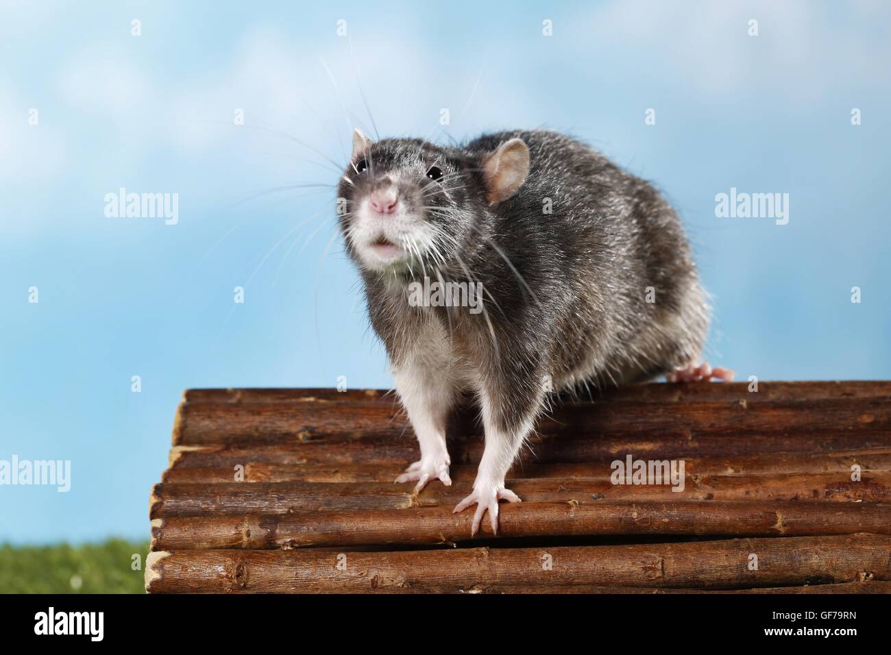 ausgefallene Ratte Stockfoto