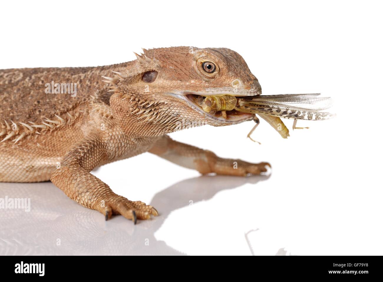 zentralen Bartagame auf weißem Hintergrund Stockfoto