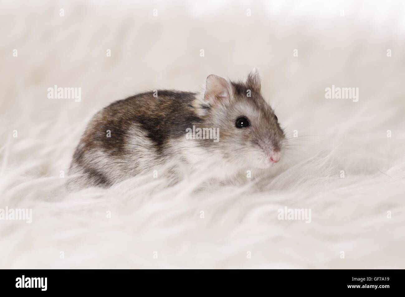 Campbells Zwerg hamster Stockfoto