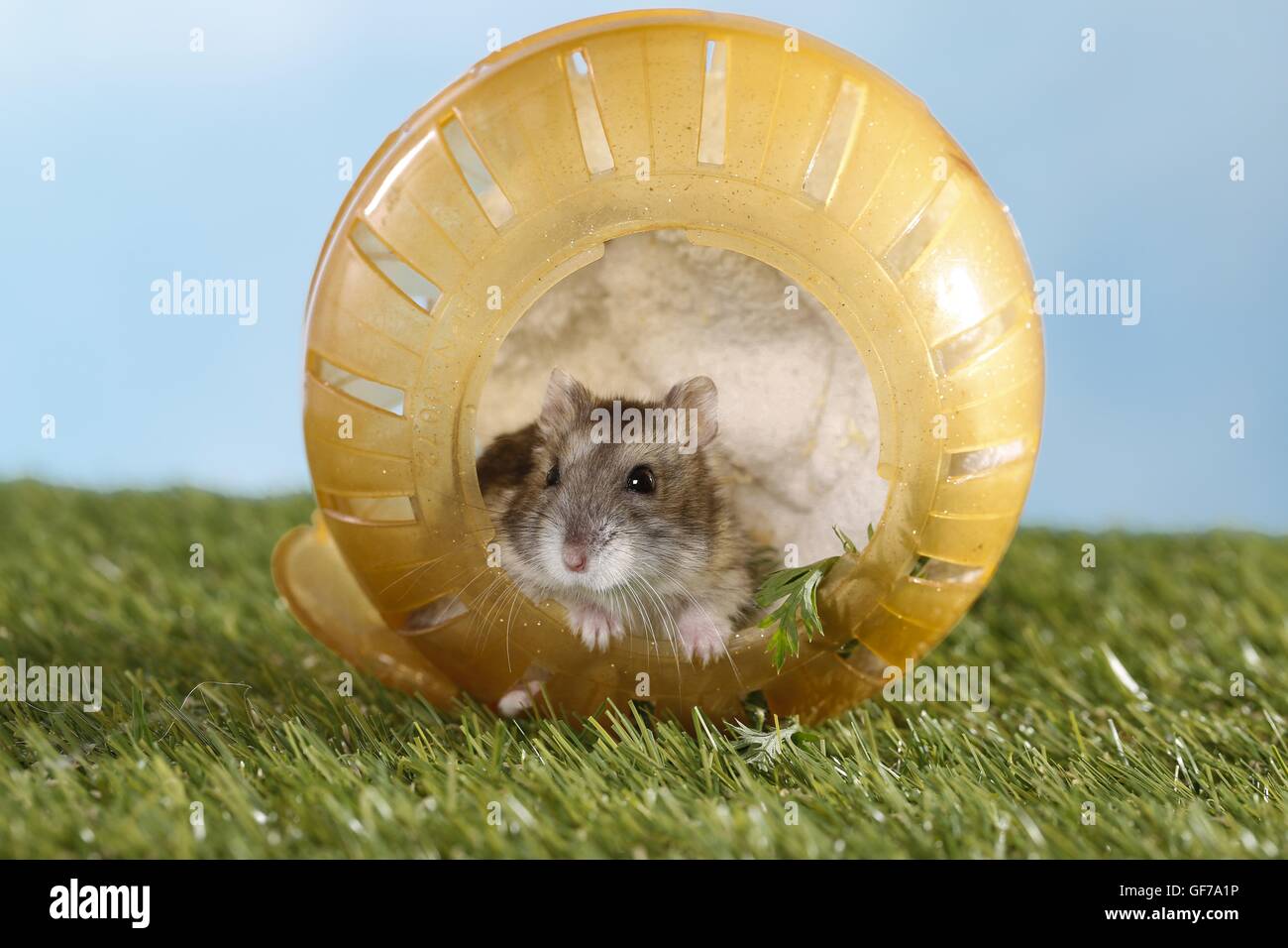 Campbells Zwerg hamster Stockfoto