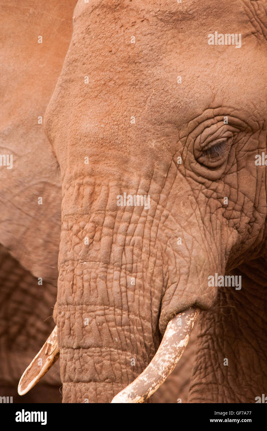 Afrikanischer Elefant im Ngorongoro Krater, Tansania Stockfoto