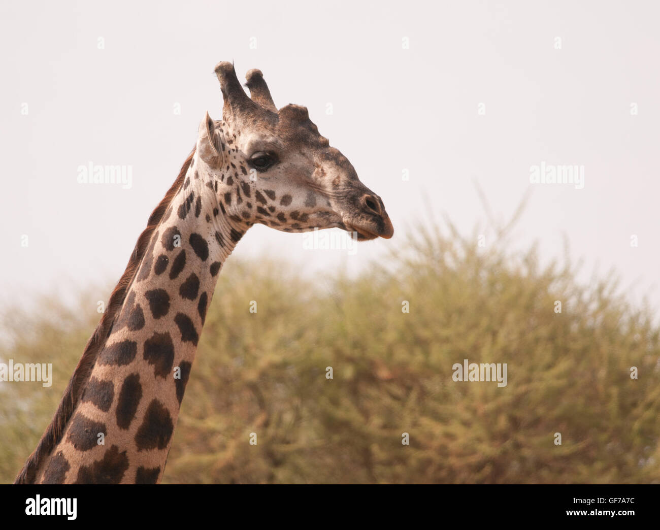 Masai Giraffe in der Ngorongoro Krater, Tansania, Afrika Stockfoto