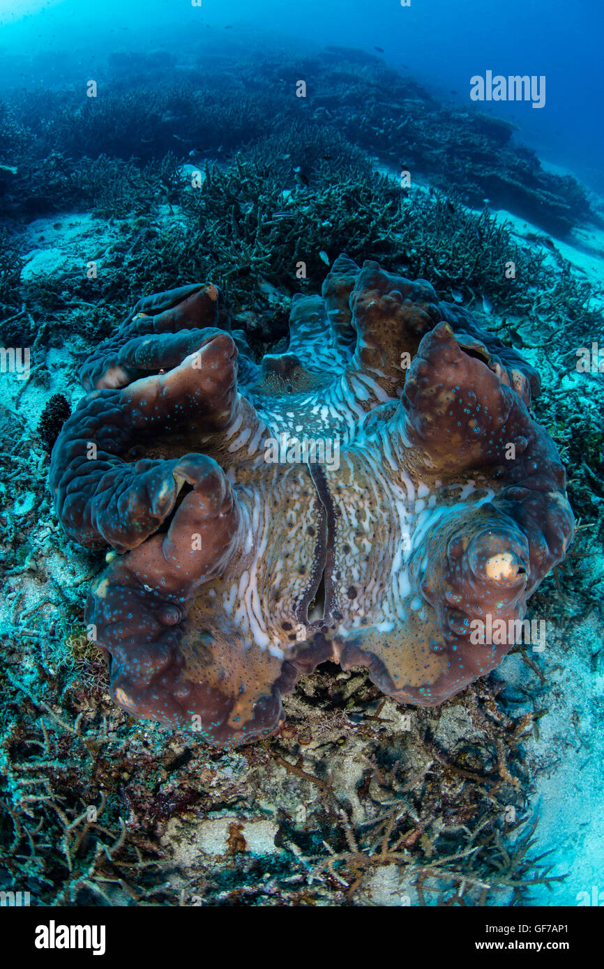 Eine Riesen Muschel (Tridacna Gigas) wächst an einem Korallenriff in Raja Ampat, Indonesien. Diese massiven Muscheln ist eine bedrohte Art. Stockfoto