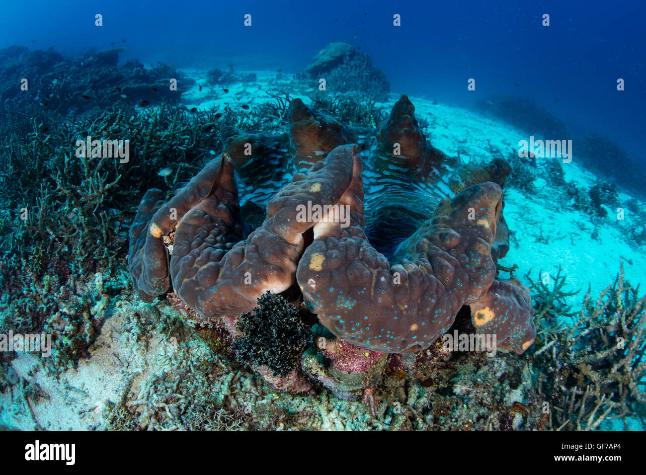 Eine Riesen Muschel (Tridacna Gigas) wächst an einem Korallenriff in Raja Ampat, Indonesien. Diese massiven Muscheln ist eine bedrohte Art. Stockfoto