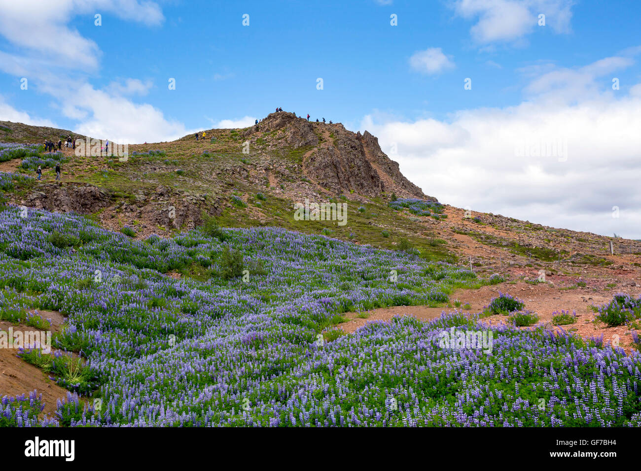 Strokkur Geysir Hot Spring Area, Laugarfjall hill, South West Island, Golden-Circle-Tour, Island, Lupinen, lupine, Purp Alaskan Stockfoto