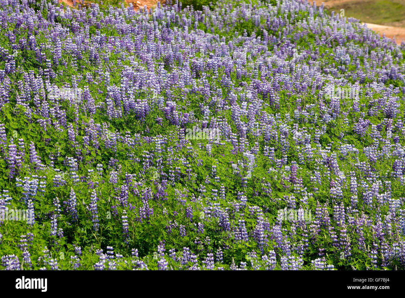 Strokkur Geysir Hot Spring Area, Laugarfjall hill, South West Island, Golden-Circle-Tour, Island, Lupinen, Alaskan lupine Stockfoto