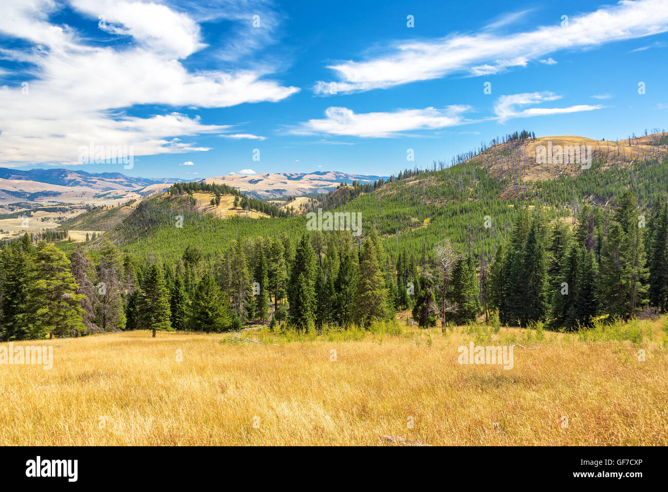 Sanften Hügel und Wald-Landschaft im Yellowstone National Park Stockfoto