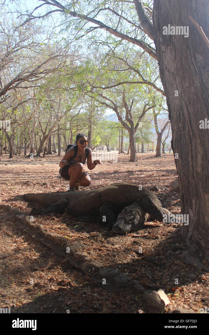 Komodo Dragon Stockfoto