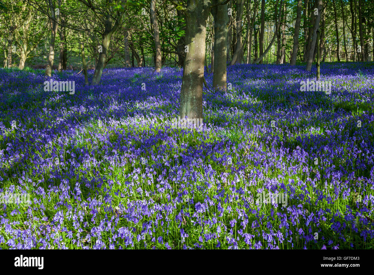 Ein Teppich aus einheimischen Glockenblumen in Braefoot Bay Dalgety Bay, Fife, Schottland. Stockfoto