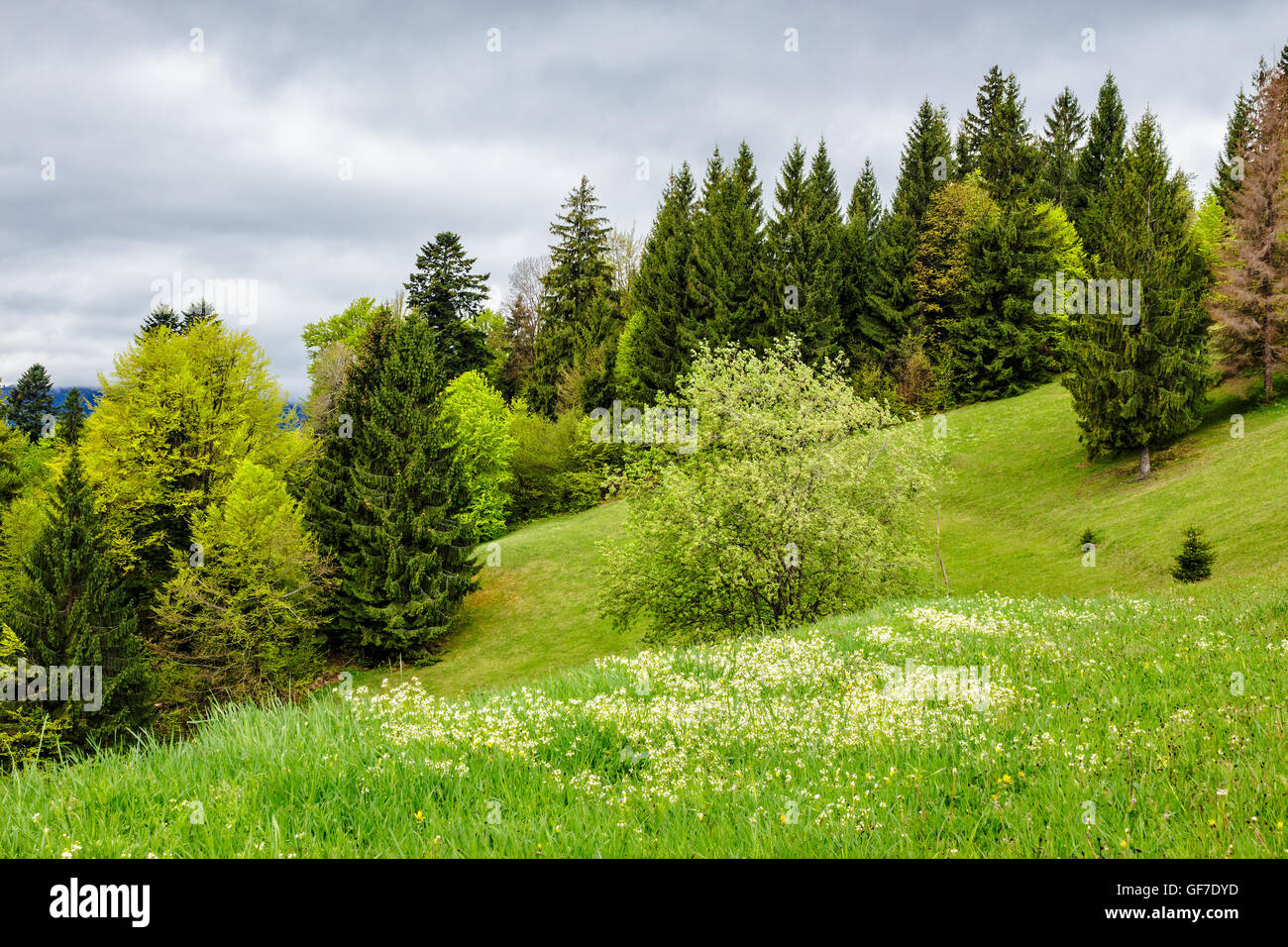 Nadelwald auf der Hang-Wiese mit einigen Blumen frisches Gras Stockfoto