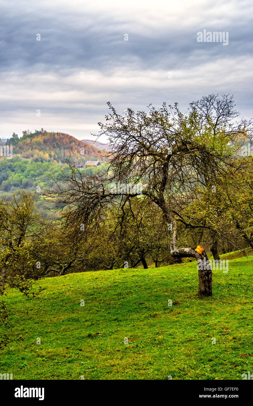 Sommerlandschaft. Apfel Baumgarten auf einer Hügel-Wiese in der Nähe des Dorfes. Wald im Nebel auf dem Berg. Stockfoto