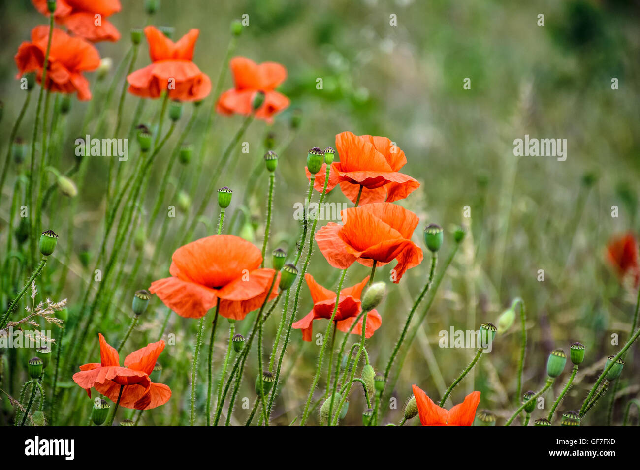 Nahaufnahme des großen Mohn Blumen auf unscharfen Hintergrund der grünen Wiese Stockfoto