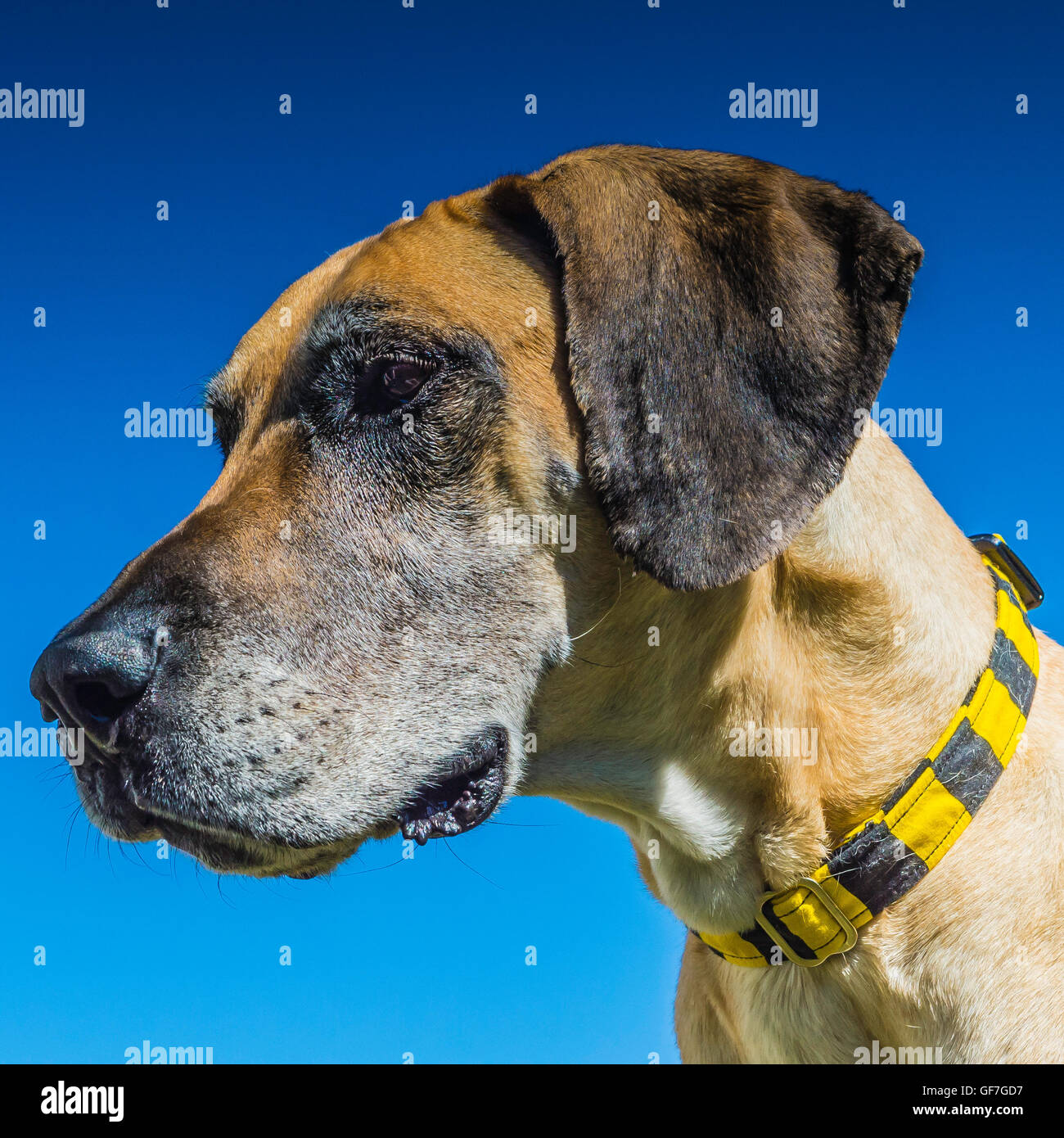 Hellbraun/Beige/Braun Dogge gegen blauen Himmel, Portrait, älteren Hund mit grauen Schnauze Stockfoto