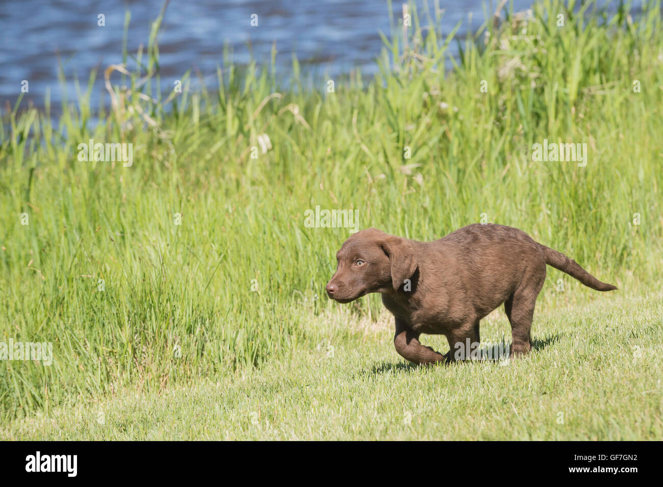 Acht Wochen alte Chesapeake Bay Retriever Welpe, laufen Stockfoto