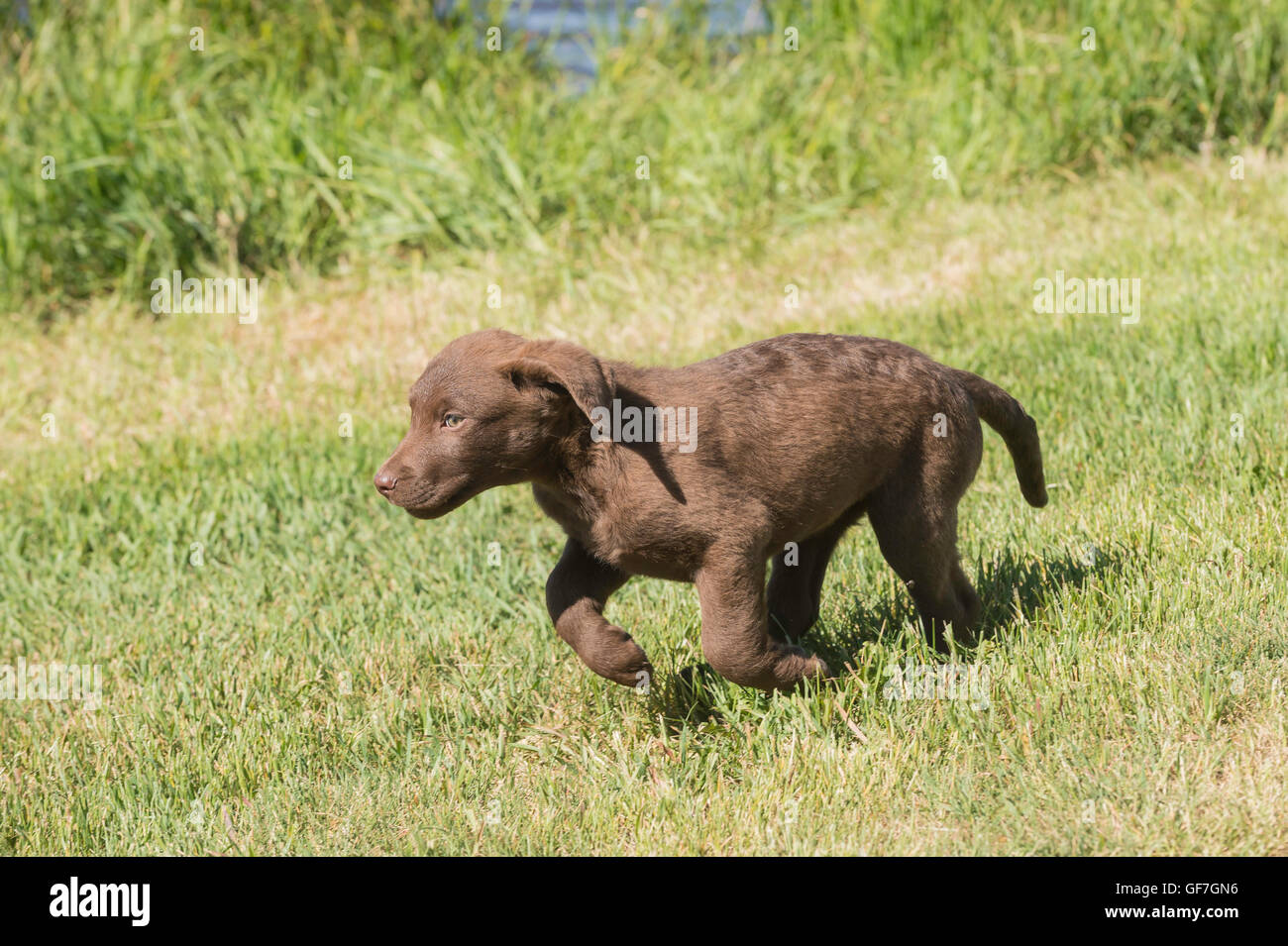 Acht Wochen alte Chesapeake Bay Retriever Welpe, laufen Stockfoto