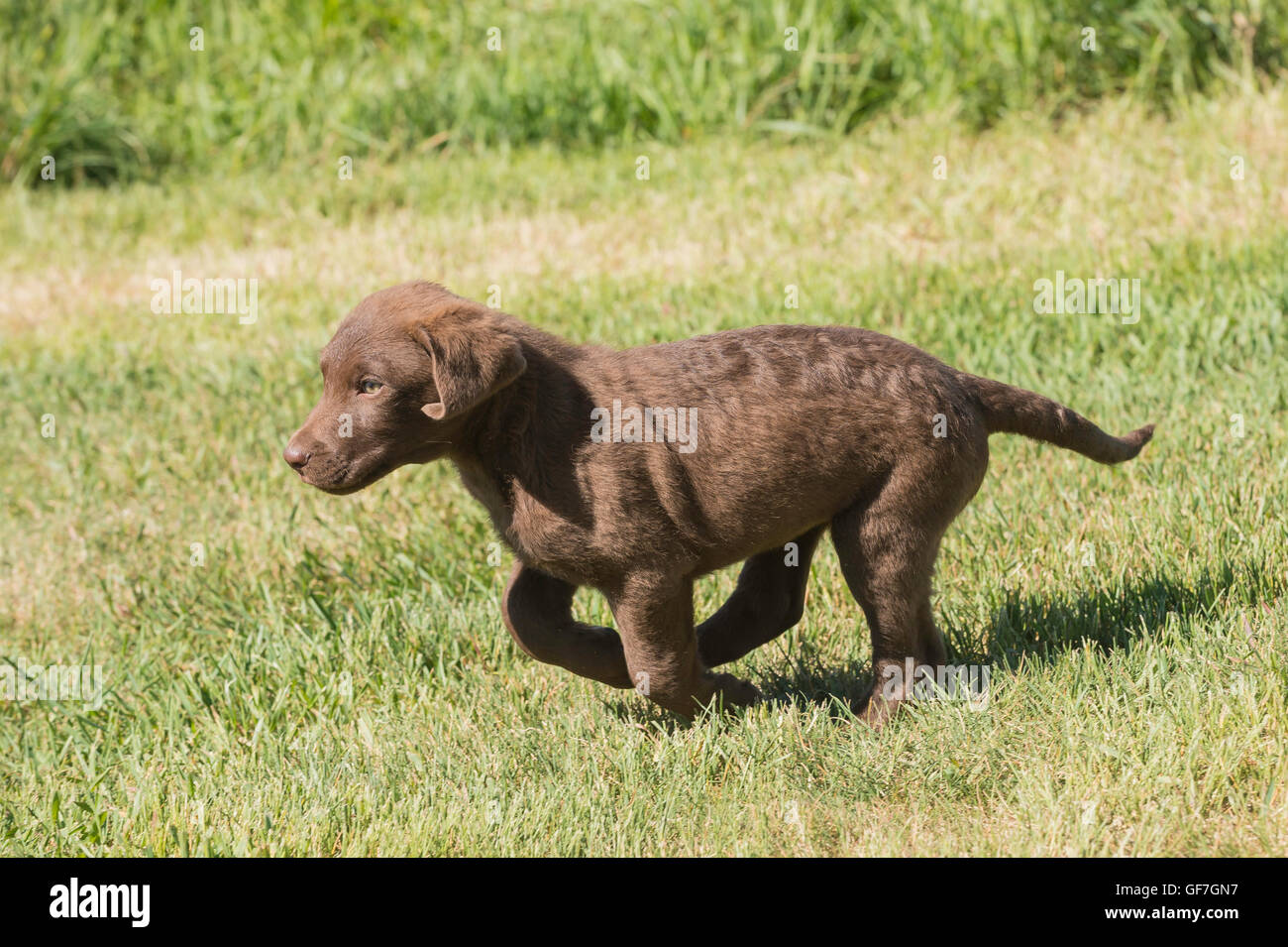 Acht Wochen alte Chesapeake Bay Retriever Welpe, laufen Stockfoto