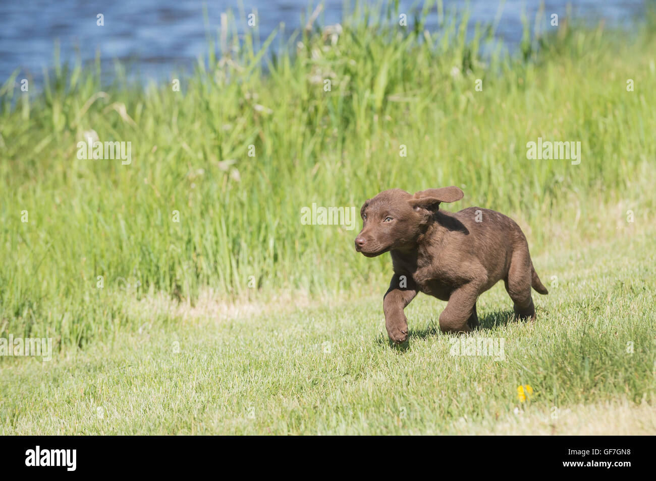 Acht Wochen alte Chesapeake Bay Retriever Welpe, laufen Stockfoto
