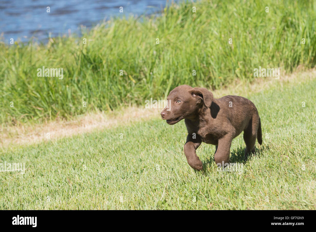 Acht Wochen alte Chesapeake Bay Retriever Welpe, laufen Stockfoto