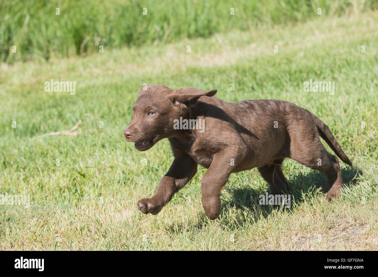 Acht Wochen alte Chesapeake Bay Retriever Welpe, laufen Stockfoto
