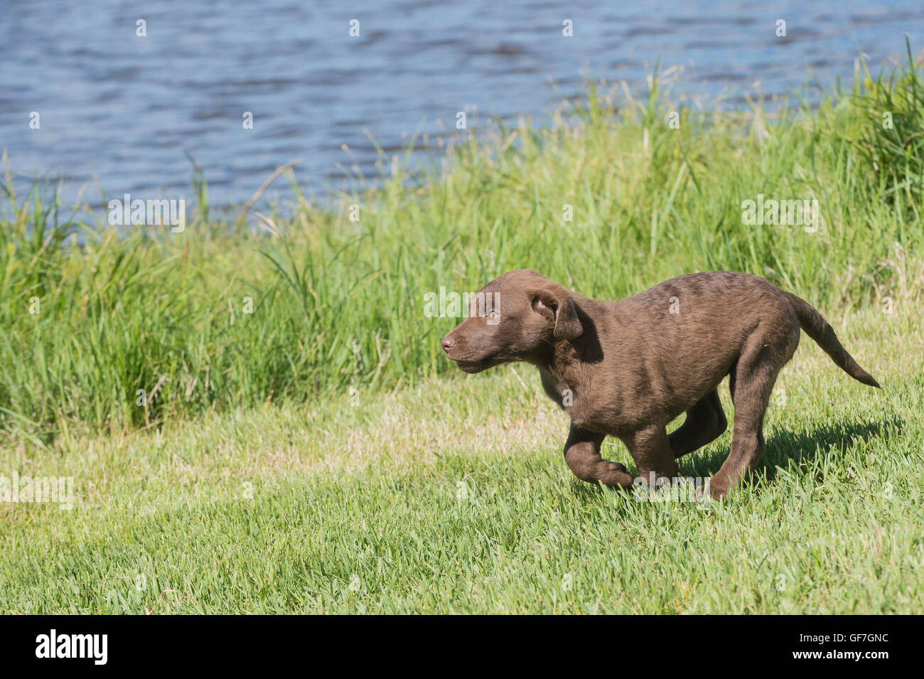 Acht Wochen alte Chesapeake Bay Retriever Welpe, laufen Stockfoto