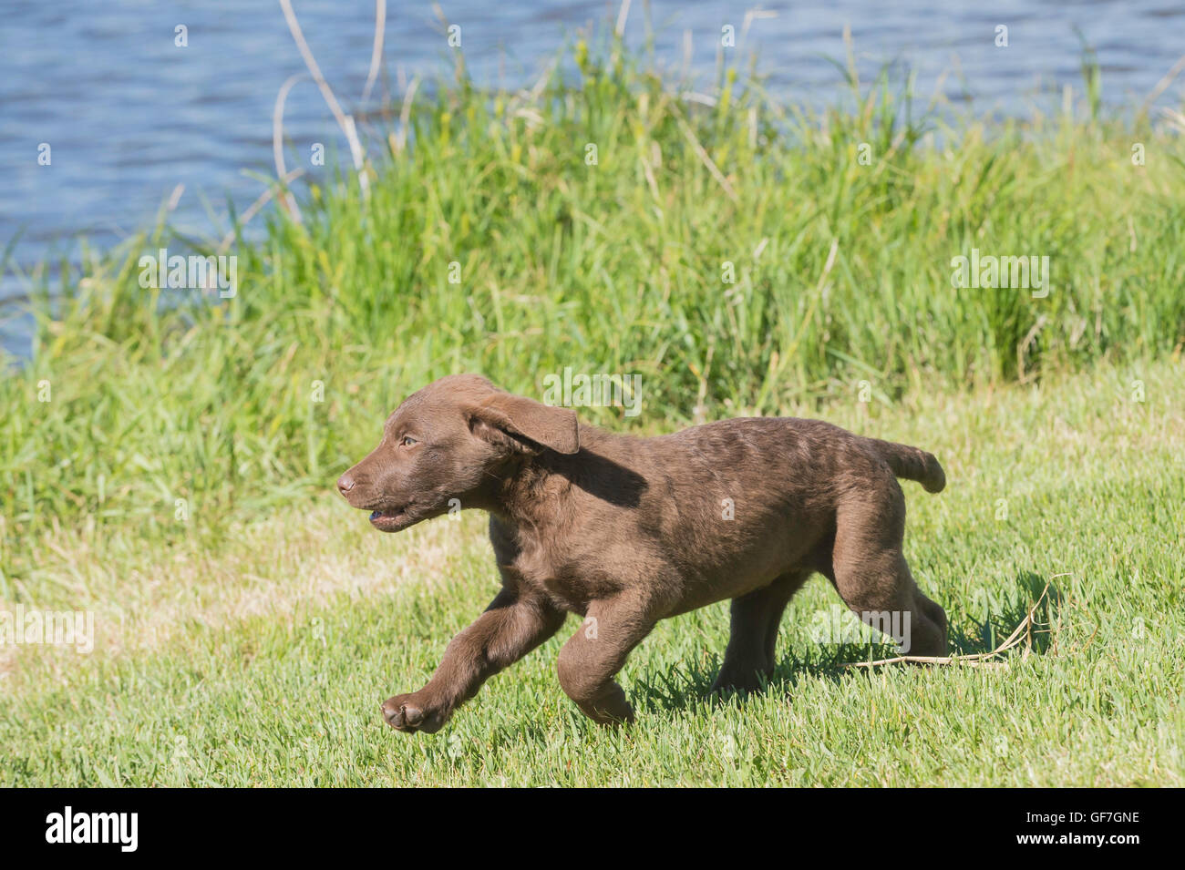 Acht Wochen alte Chesapeake Bay Retriever Welpe, laufen Stockfoto