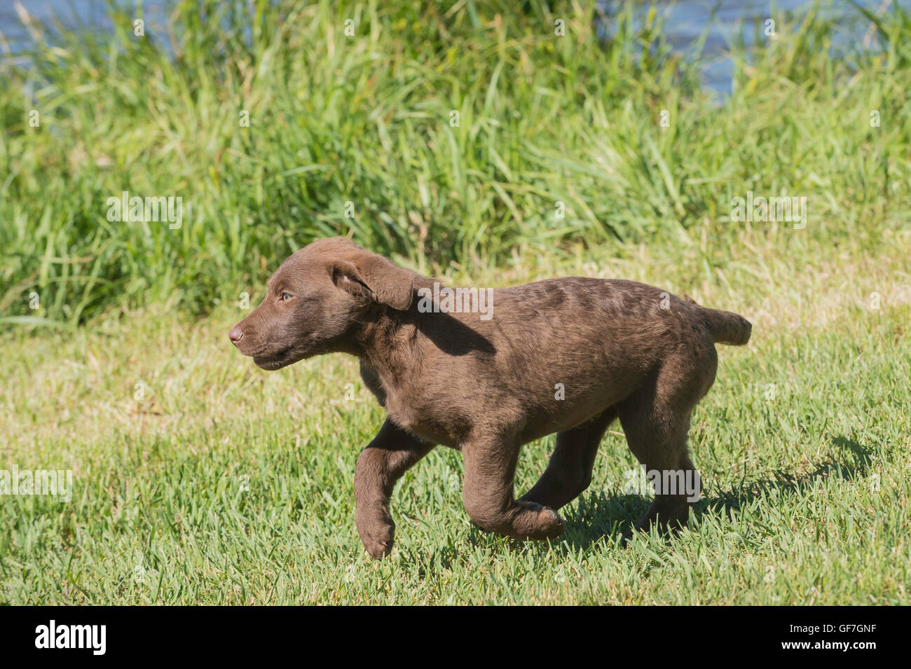 Acht Wochen alte Chesapeake Bay Retriever Welpe, laufen Stockfoto