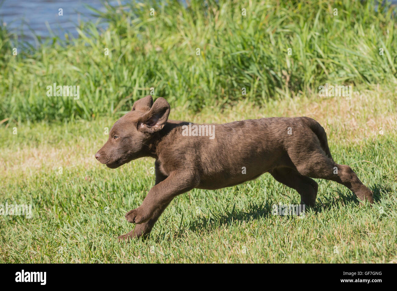 Acht Wochen alte Chesapeake Bay Retriever Welpe, laufen Stockfoto
