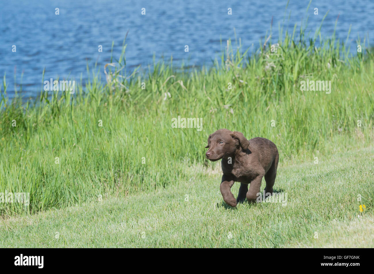 Acht Wochen alte Chesapeake Bay Retriever Welpe, laufen Stockfoto
