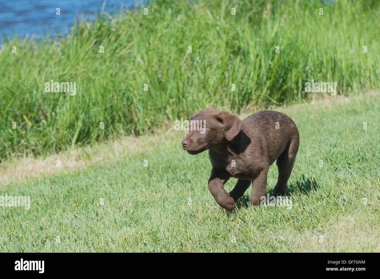 Acht Wochen alte Chesapeake Bay Retriever Welpe, laufen Stockfoto