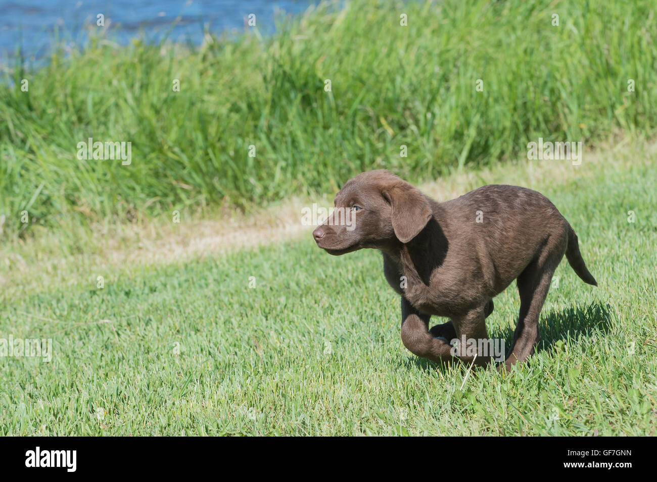 Acht Wochen alte Chesapeake Bay Retriever Welpe, laufen Stockfoto