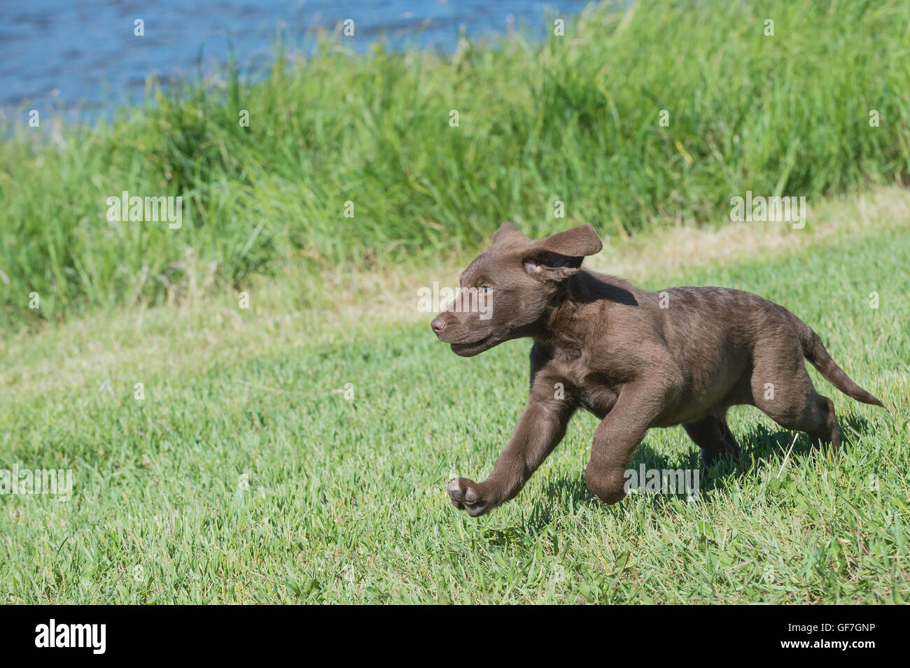 Acht Wochen alte Chesapeake Bay Retriever Welpe, laufen Stockfoto