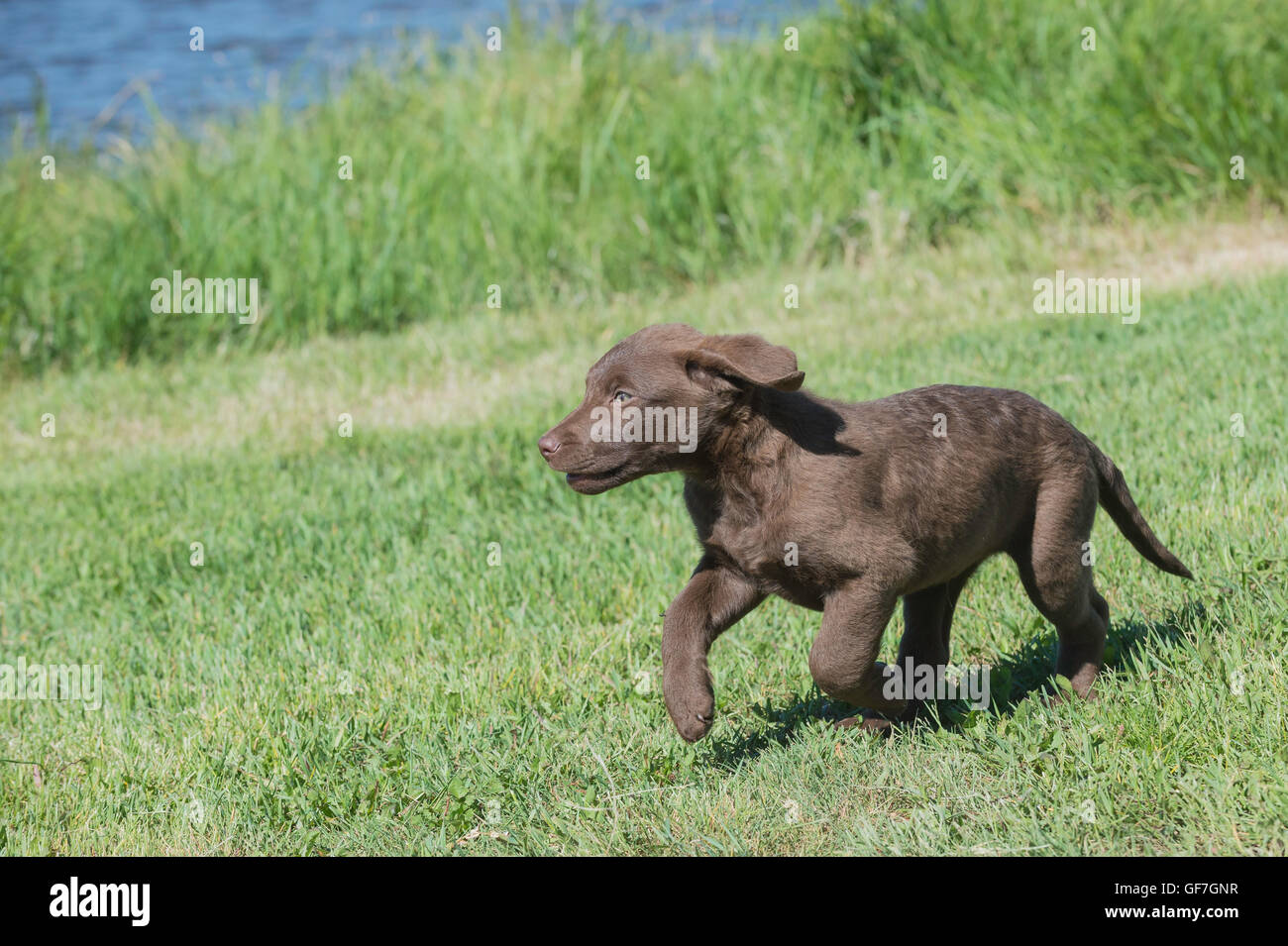 Acht Wochen alte Chesapeake Bay Retriever Welpe, laufen Stockfoto