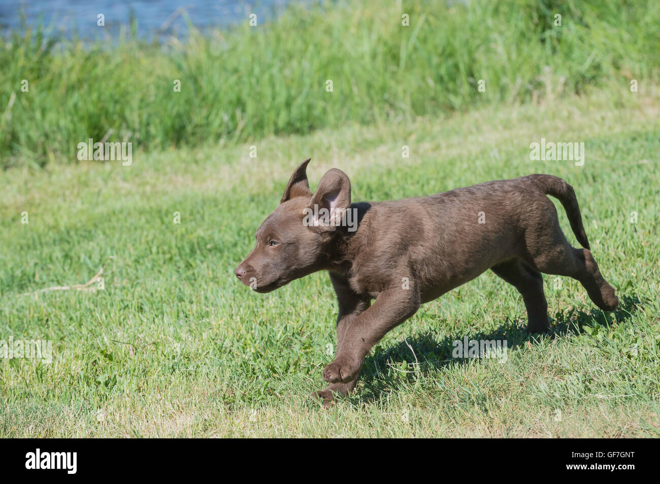 Acht Wochen alte Chesapeake Bay Retriever Welpe, laufen Stockfoto
