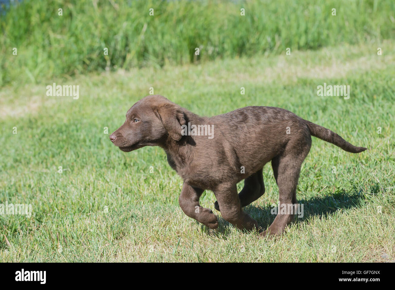 Acht Wochen alte Chesapeake Bay Retriever Welpe, laufen Stockfoto